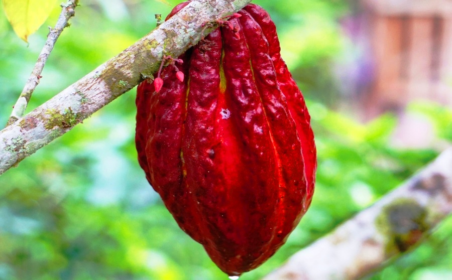 Avui, Dia Internacional de la Xocolata