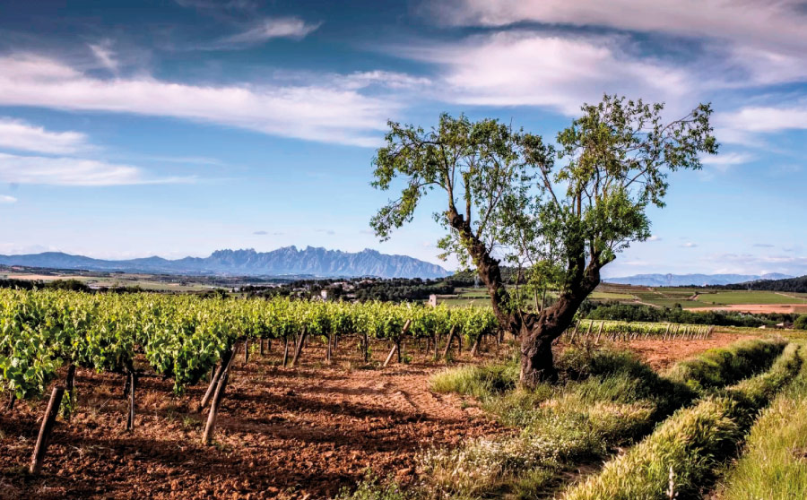 Caves Avinyó - oberts als sentits - Penedès-Catalunya