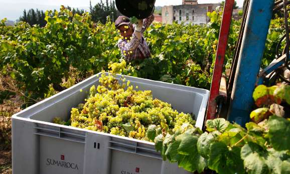 Viñas de las Bodegas Celler Sumarroca