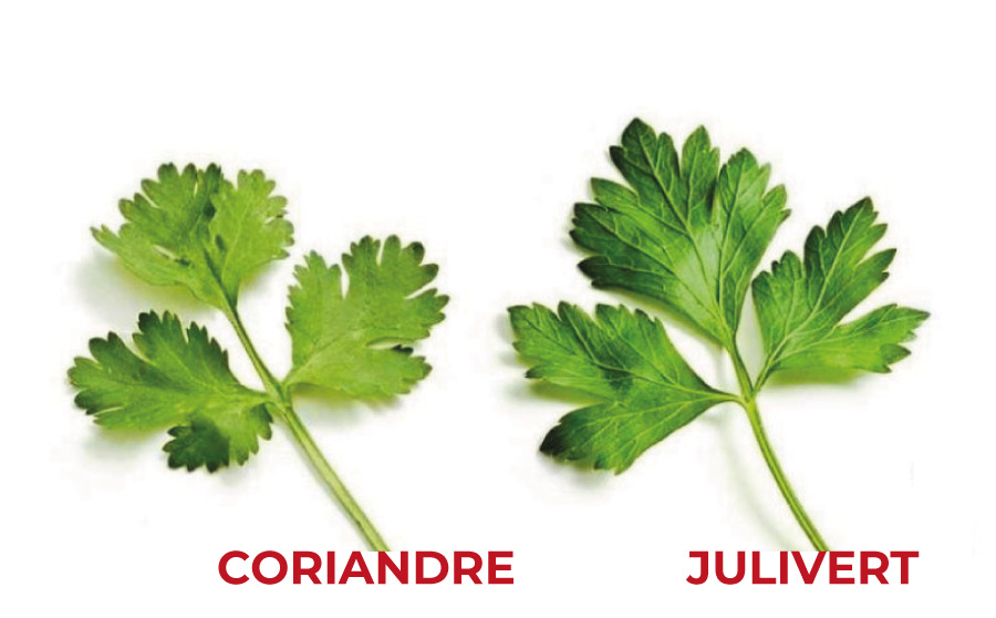 El Coriandre, beneficis, amors i odis