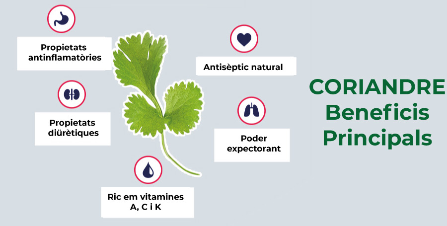 El Coriandre, beneficis, amors i odis