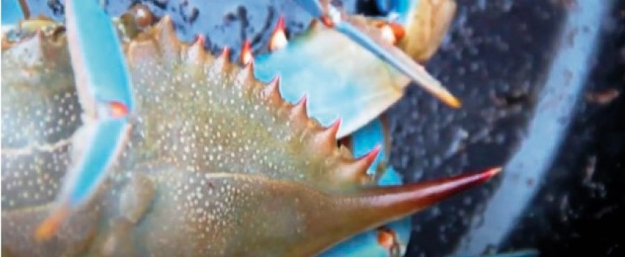 La Jaiba o Cranc blau un crustaci invasor d'excel·lent qualitat