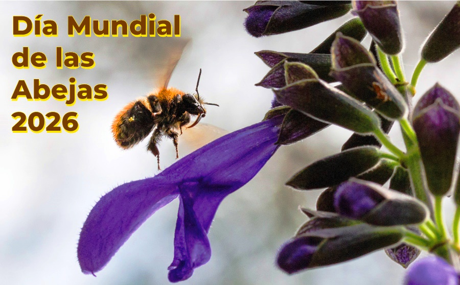 Día Mundial de las Abejas