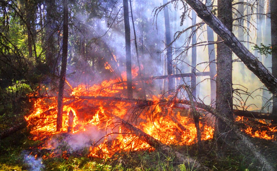 Dia Mundial de la Prevenció d'Incendis Forestals