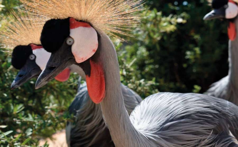 El Jardín de los Pájaros