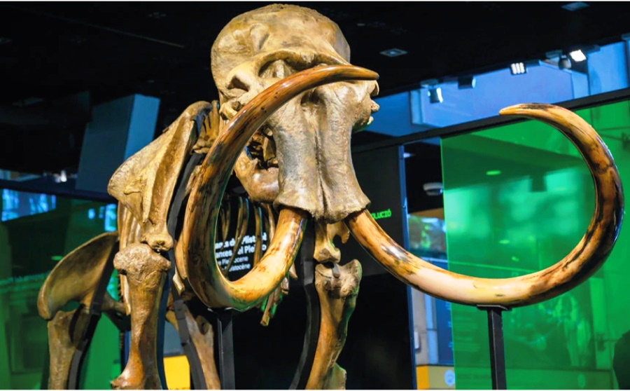 Els Mamuts esperen en el Museu de la Ciencia