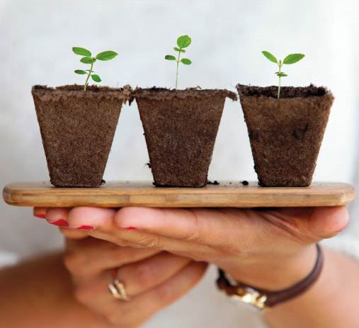 Huertos urbanos, el inicio de los vegetales