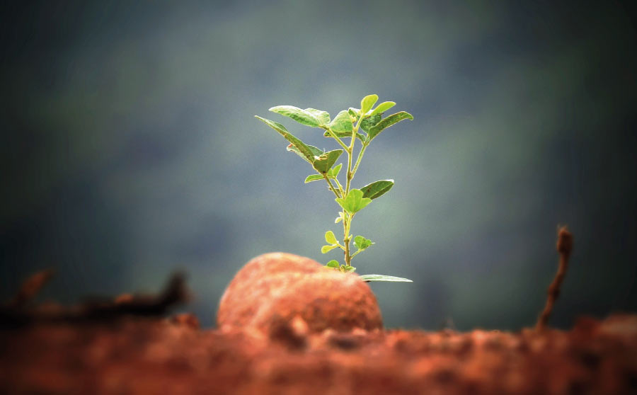 Hort urbà, és la nostra solució?