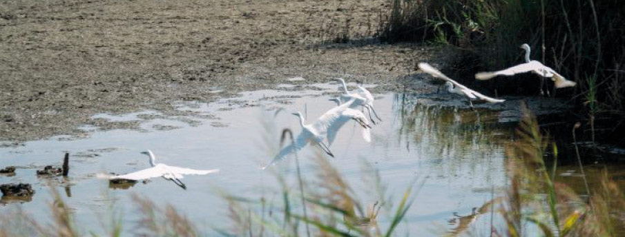 Parc Natural Aiguamolls de l'Emporda per gaudir dels Pirineus catalans 