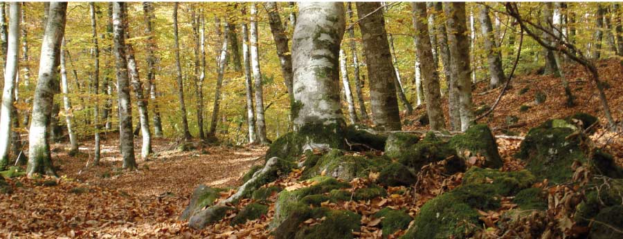 Parc Natural de la Garrotxa per gaudir dels Pirineus catalans