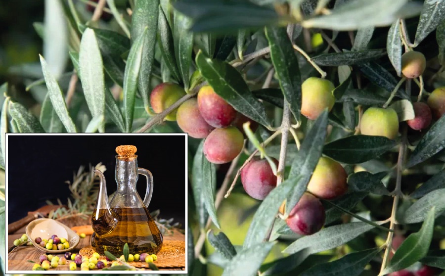 Oli Verd Torclum, entre els 20 millors OOVE del món