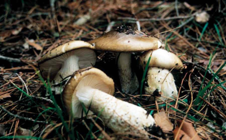 Som a temporada bolets- Hygrophorus latitabundus