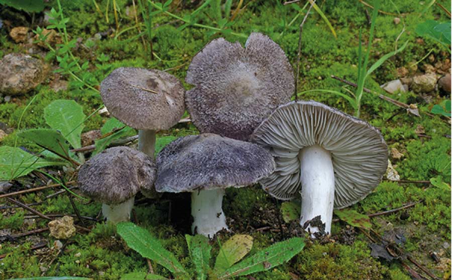 Som a temporada bolets - Tricholoma terreum