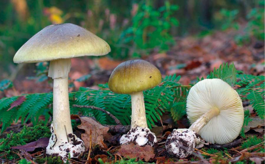 Som a temporada bolets -Amanita phalloides