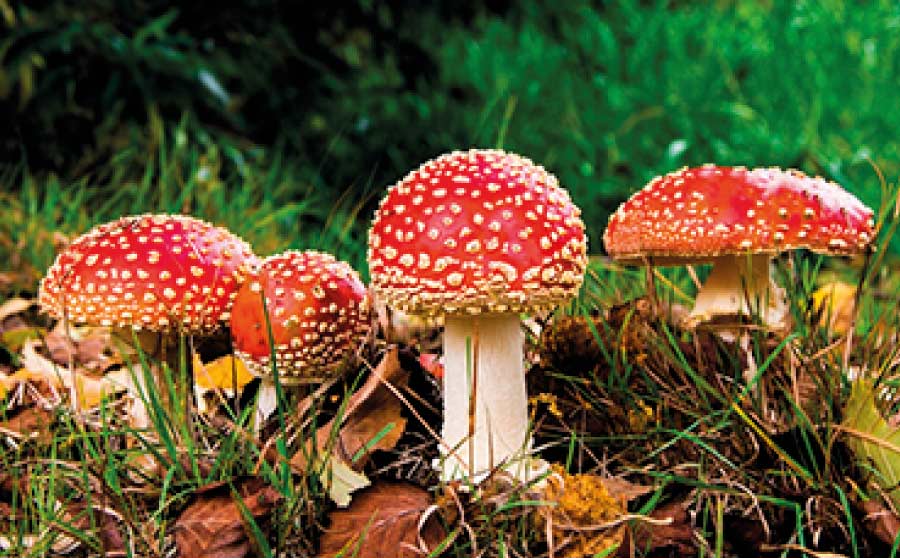 Som a temporada bolets - amanita muscaria