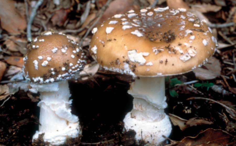 Som a temporada bolets -Amanita pantherina