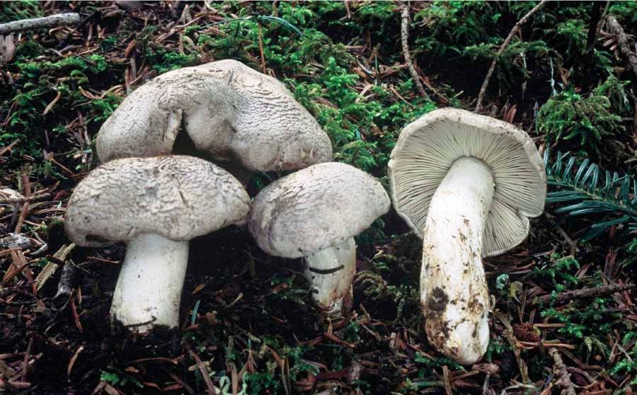 Som a temporada bolets -Tricholoma pardinum