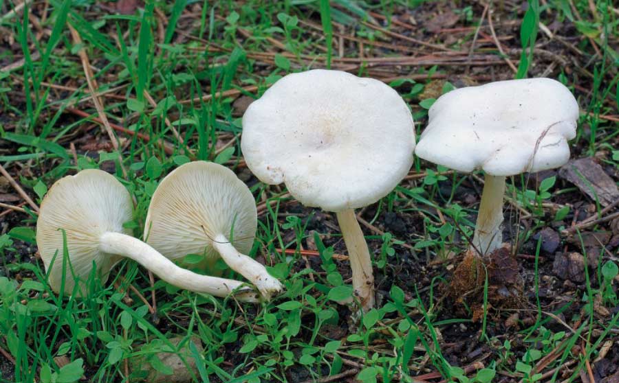 Som a temporada bolets - Clitocybe dealbata