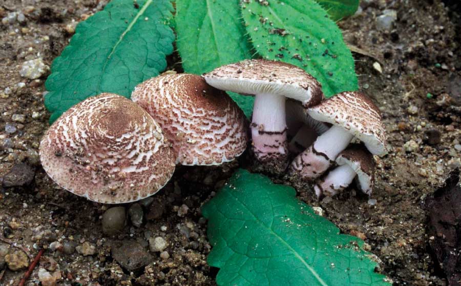 Som a temporada bolets - Lepiota bruneoincarnata