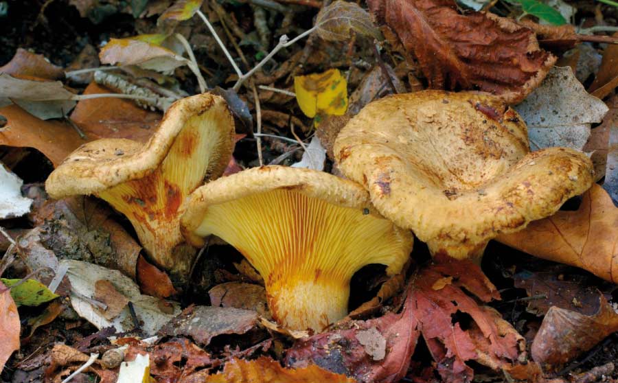 Som a temporada bolets - Paxillus involutus