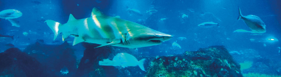 Viatja  a l'Aquarium de Barcelona - taurons