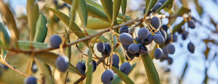 Viu la gastronomia catalana, sempre ve de gust