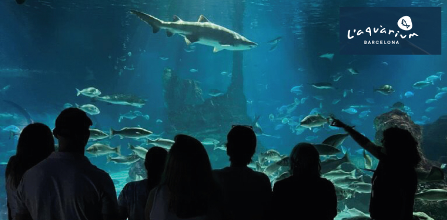 Drac de Gaudi submergeix a l'Aquàrium de Barcelona