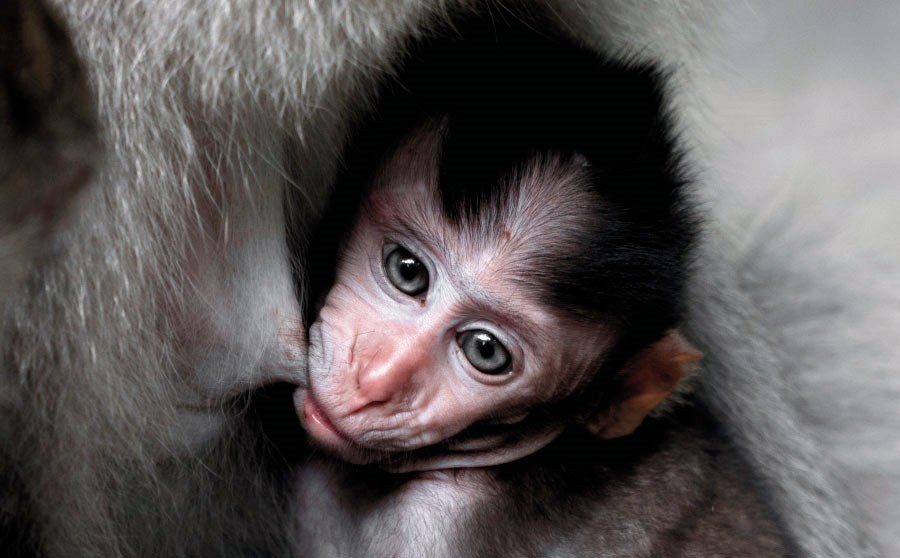 ¿El Origen de la evolución nos lleva desde el chimpancé hasta el hombre?
