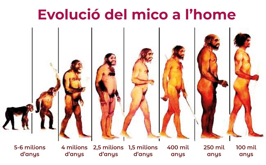 l'evolució del home 