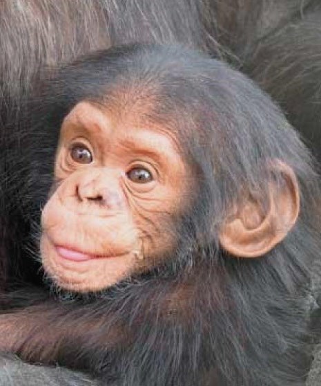 dia mundial del ximpanze