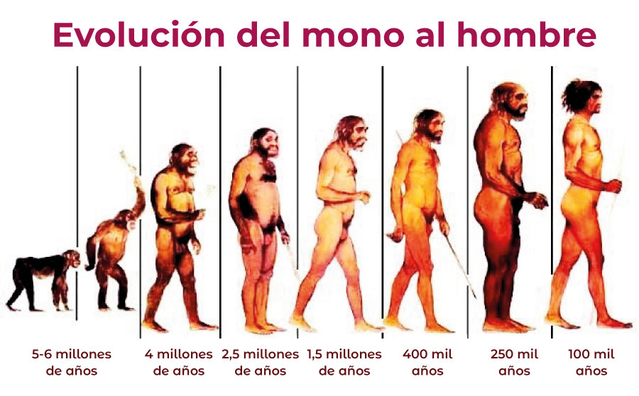 La evolución del hombre 