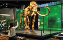 Els Mamuts t’esperen al Museu de la Ciència