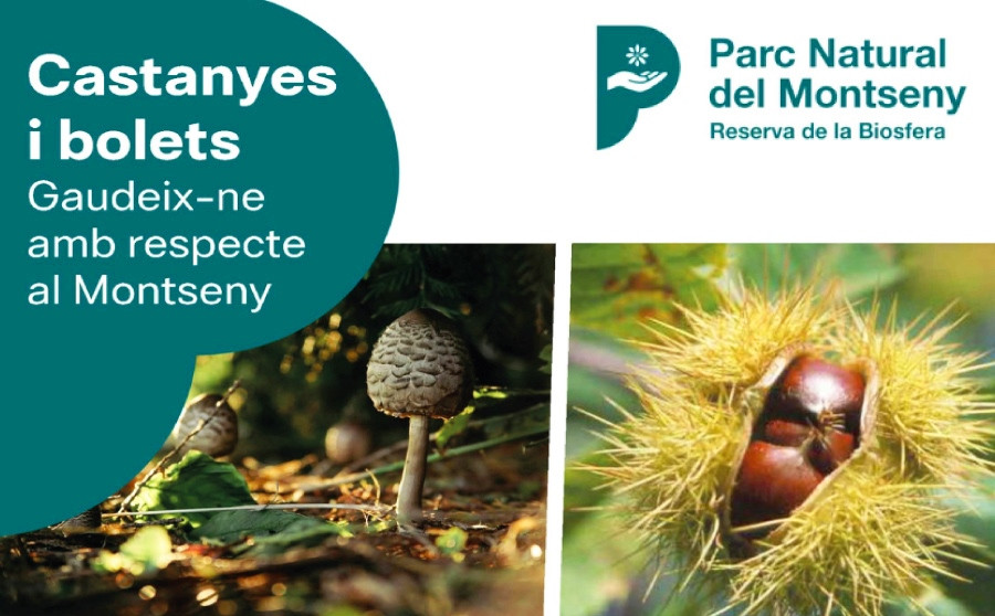 Castanyes i bolets al Montseny